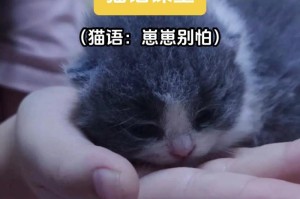 猫咪到家第一天（照顾新成员的5个要点）