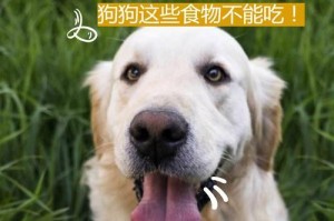 狗太能吃的原因（探究狗为什么能吃这么多食物）