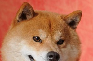 如何让柴犬乖乖洗澡？（解决柴犬不愿意洗澡的方法及技巧）