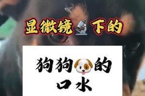 狗狗常用名TOP10（以你家狗狗的个性特点为主题，为其取一个独一无二的名字吧！）