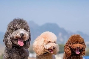 以泰迪狗的颜色为主题的文章（探究哪种颜色的泰迪狗最好看）