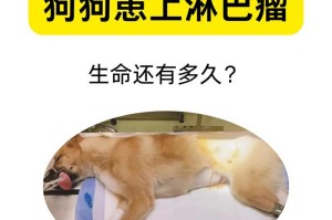 小狗淋巴的原因及治疗方法（探究小狗淋巴发生的主要原因和有效的治疗方法）