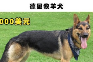 世界上最贵的狗狗养护指南（培养世界顶级宠物的关键秘籍，从饮食开始）
