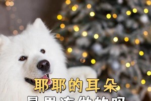 以萨摩耳朵黄吃什么？（萨摩耳朵黄的饮食搭配指南）