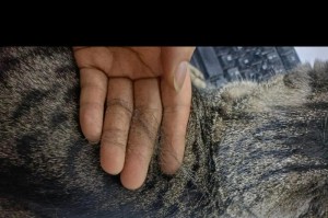 猫咪为什么会开始掉毛？（探究猫咪掉毛的原因和规律）