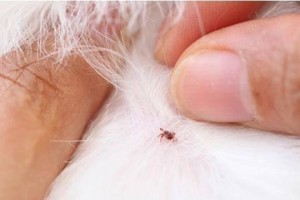 狗身上的虫子（探索狗身上寄生虫的威胁与防治方法）