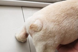 以法牛打什么疫苗？（深入了解以法牛的免疫接种情况）