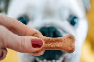 斗牛犬的饮食禁忌（斗牛犬的饮食注意事项及不能食用的食物）