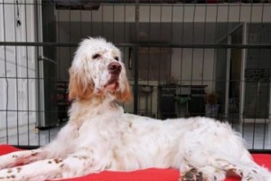 如何正确饲养英国雪达犬（从照顾它的健康到满足它的需求，让你的雪达犬成为你的忠实伙伴）