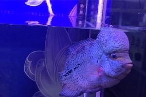 养罗汉鱼换水周期的正确方法（了解养鱼水质的重要性，掌握适合罗汉鱼的换水周期）