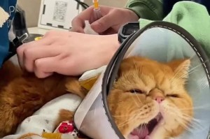 猫为什么要舔自己的毛（揭开猫咪舔毛的奥秘，探究其多重功能）
