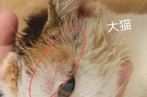 小猫疫苗，保护健康无忧（选择适合小猫的最佳疫苗，为它们打造完美生活）