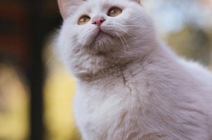 乖巧可爱的布偶猫——猫界的小仙女（以布偶猫为主题的亲人与玩伴）