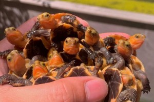 如何饲养黄缘闭壳龟？黄缘闭壳龟的饲养方法