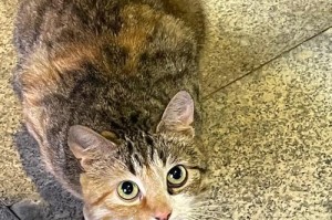 猫捉老鼠的技巧与策略（针对不同猫种及老鼠种类的捕捉技巧与方法）
