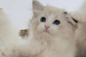 胖胖布偶猫幼崽的可爱日常（纯种布偶猫的成长故事）