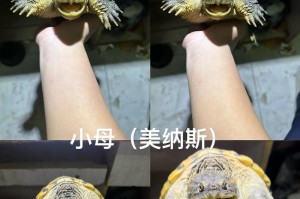 佛鳄龟的饲养秘籍（掌握关键要点，让你的佛鳄龟健康成长）