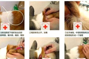 狗狗打疫苗的正确时间（了解狗狗疫苗接种时机的重要性）