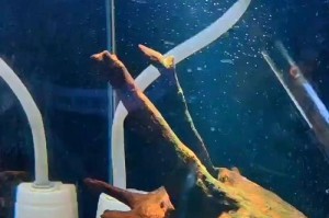 养热带鱼需注意的水质管理（为健康水族环境，正确换水重要！）