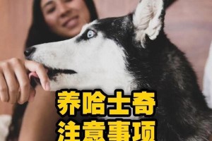 哈士奇的价格及饲养注意事项（了解哈士奇的价格和如何饲养这种狗狗）