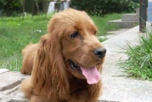 可爱的可卡犬（了解如何照顾你的可卡犬，使其健康快乐）
