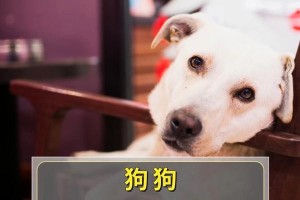 揭秘狗狗持续呜咽的原因