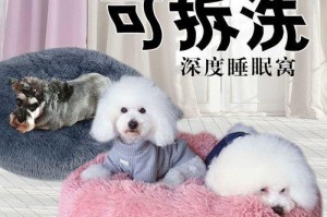 小泰迪的冬眠之地（寻找温暖和舒适的休息场所）