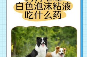 如何避免狗咬人（了解狗的饮食需求，让你的宠物远离咬人行为）