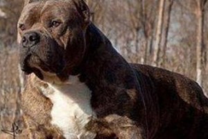 比特犬的温顺养成方法（从宠物的角度出发，让比特犬成为您的好伴侣）