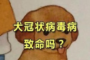以犬冠状病毒为主题的症状详解（了解犬冠状病毒症状对预防和治疗至关重要）