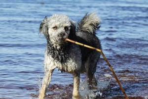 贵宾犬（探索贵宾犬独特优势，让你更了解这个迷人的品种）