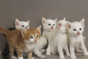 小猫满月需要多久？（探究小猫成长的时间周期）