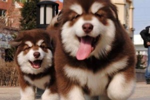 我心目中的理想小狗（可爱忠诚的小型犬品种）