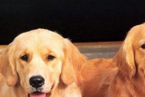 如何有效防止金毛犬毛发打结（用心呵护你的宠物，让TA的毛发更健康亮丽）