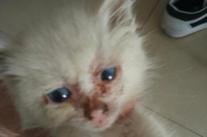 大丹犬上火了怎么办？（宠物健康必读，一起学会解决大丹犬上火的问题）