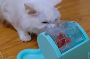 小猫的玩具乐园（探索与成长的乐趣）