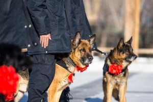 如何饲养昆明犬？（昆明犬饲养指南，让你成为出色的犬主人）