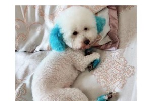 狗毛发黄的原因及解决方法（了解为什么狗毛会发黄，让你的宠物恢复健康亮丽毛色）