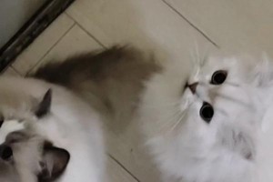 猫咪出门探险的最佳时机（了解猫咪成长阶段，安全玩乐无忧）