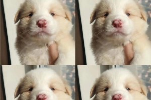幼犬边牧的营养需求之奶糕饮食（了解适合幼犬边牧的奶糕种类和制作方法）