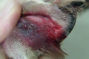 犬趾肿大的原因与治疗方法（揭示犬趾肿大背后的真相，为您提供有效的治疗建议）