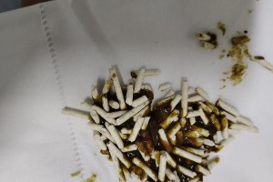 小猫发烧和拉肚子，该如何调理？（宠物猫猫生病怎么办？专家教你有效的应对方法！）