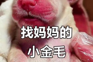 金毛犬的成长过程（金毛犬睁眼时间及其对发育的影响）