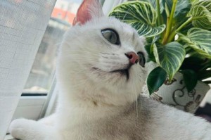 猫咪尿失禁的原因及应对方法（揭秘猫咪尿失禁的种种原因，帮助你解决这一问题）