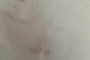 猫屁股粘了白色的东西，是什么？（揭秘猫咪体内白色分泌物的成因和处理方法）