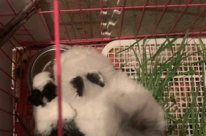 兔子的健康与药物（保护兔子健康的有效措施及药物替代方案）