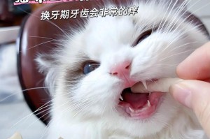 猫咪的牙齿更替过程（了解猫咪牙齿更替的时间和特征）