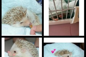 刺猬受孕周期的研究及影响因素（以刺猬养多久才可以受孕？——探究刺猬受孕周期及其调控机制）