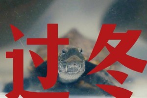 乌龟过冬的时机及适应措施（了解乌龟过冬的关键时刻与有效方法）