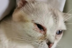 猫咪临终前的征兆与关怀（了解猫咪临终前的迹象，给予适当的关怀和照料）
